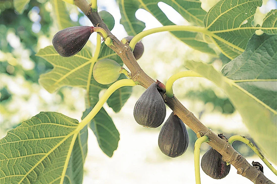 Violette de Bordeaux Fig Tree - Ficus carica Bare Root Starter Plant, Self-Fertile