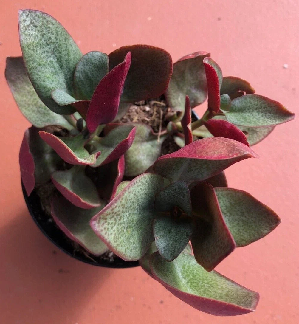 Crassula Multicava 'Bleeding Heart' Starter Plant – Bare Root Succulent