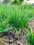 Garlic Chives 50 Live Bare Root Plants - Allium tuberosum, Non-GMO, Perennial Herb