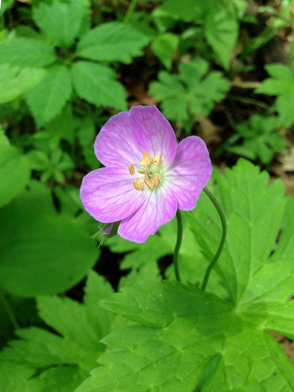 Wild Geranium (Geranium canadense) Bulbs / Bare Roots — 10 Live Native Perennial