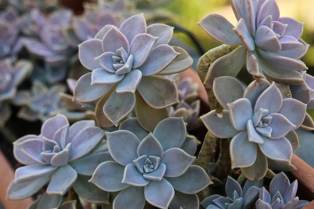 Ghost Plant Cuttings (Graptopetalum paraguayense) – 2 Unrooted Echeveria Ghost Plant Stems for Propagation