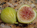 Sicilian White Fig Cutting (Ficus carica) - 3+ Nodes, 8"+ Long, Fresh Heirloom for Propagation or Grafting