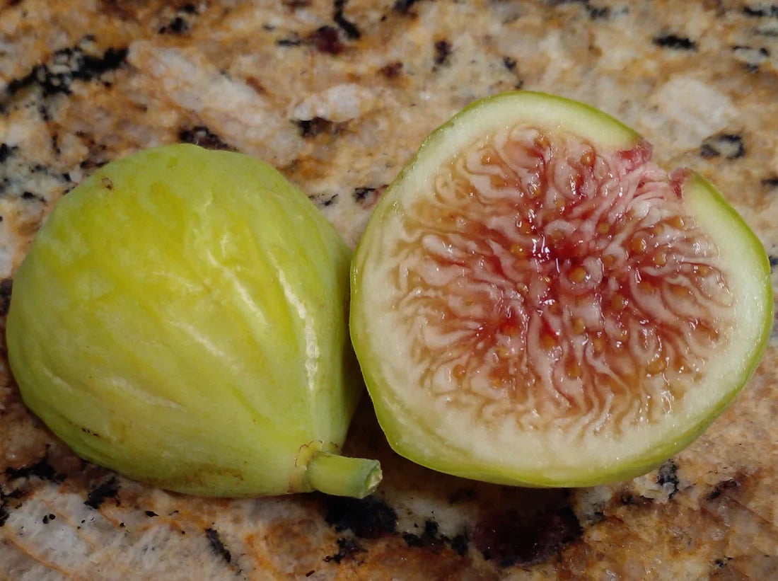 Sicilian White Fig Cutting (Ficus carica) - 3+ Nodes, 8"+ Long, Fresh Heirloom for Propagation or Grafting