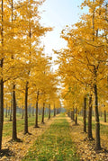 Ginkgo Biloba Live Tree 6–12" Bareroot, Zones 3–9