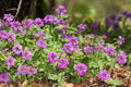 Glandularia bipinnatifida Seeds (Dakota Vervain) - 50 Non-GMO Perennial Seeds for Pollinator Gardens
