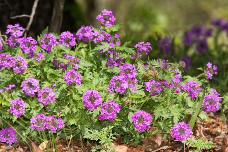 Glandularia bipinnatifida Seeds (Dakota Vervain) - 50 Non-GMO Perennial Seeds for Pollinator Gardens