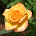 Gold Medal Hybrid Tea Rose — Bare Root Live Starter Plant (1) | Golden-Yellow, Fragrant, Repeat Bloomer