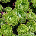Fresh Green Aeonium Cutting – Unrooted Tree Aeonium Arboreum for Propagation