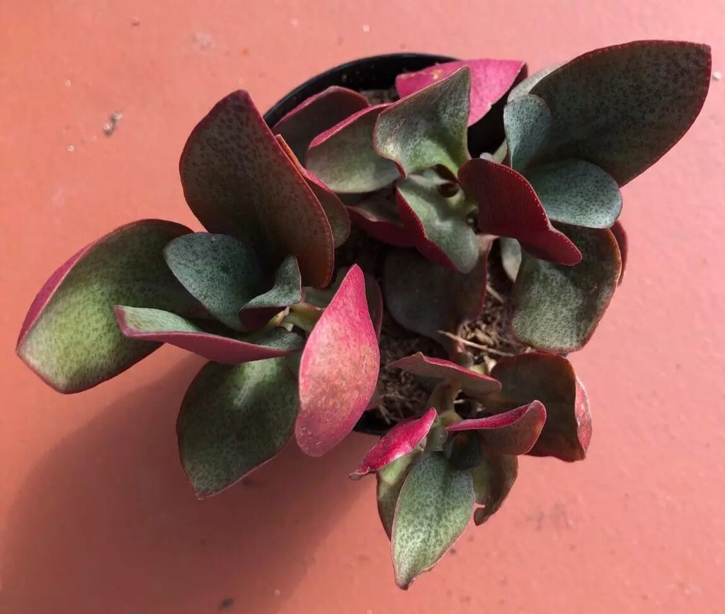 Crassula Multicava 'Bleeding Heart' Starter Plant – Bare Root Succulent