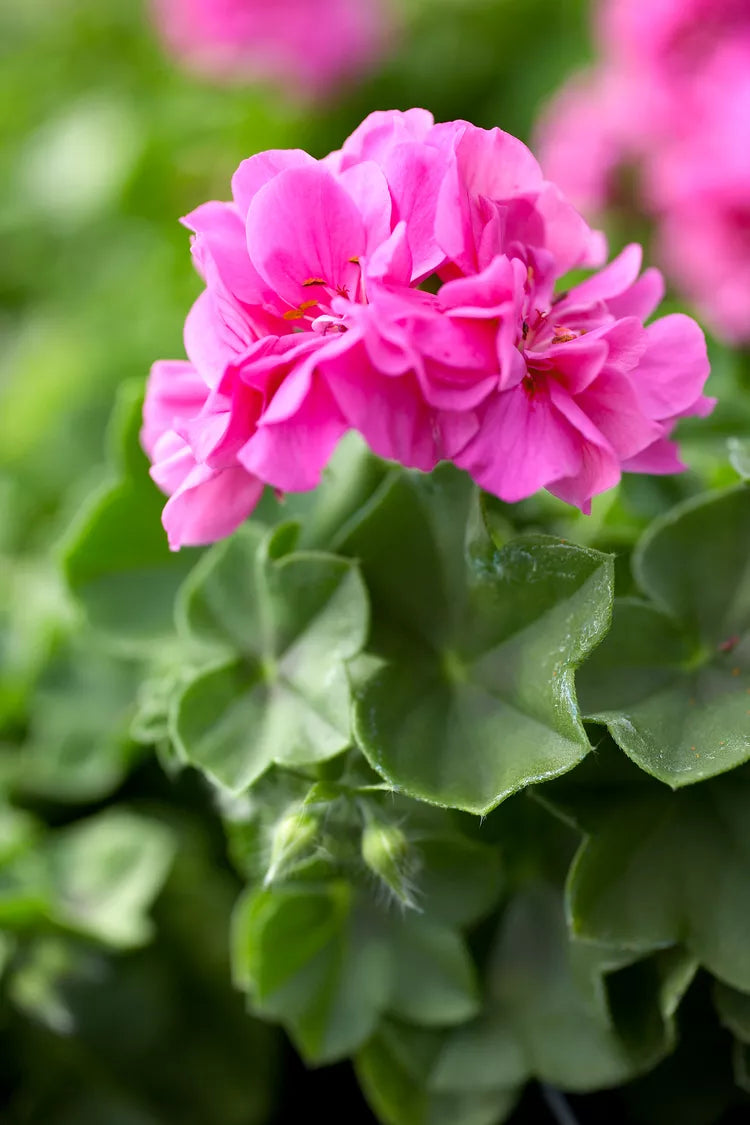 Geranium Cuttings Pelargonium hortorum Pink Flowering - 10 Fresh 6-Inch Unrooted Cuttings