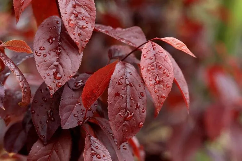 Prunus cerasifera Cherry Plum Black Cuttings - 3 Unrooted 6" Stems, Deciduous Fruit Tree