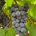 Jupiter Seedless Grape Cuttings (5 Unrooted) Vitis vinifera - Muscat Flavor, Easy to Grow