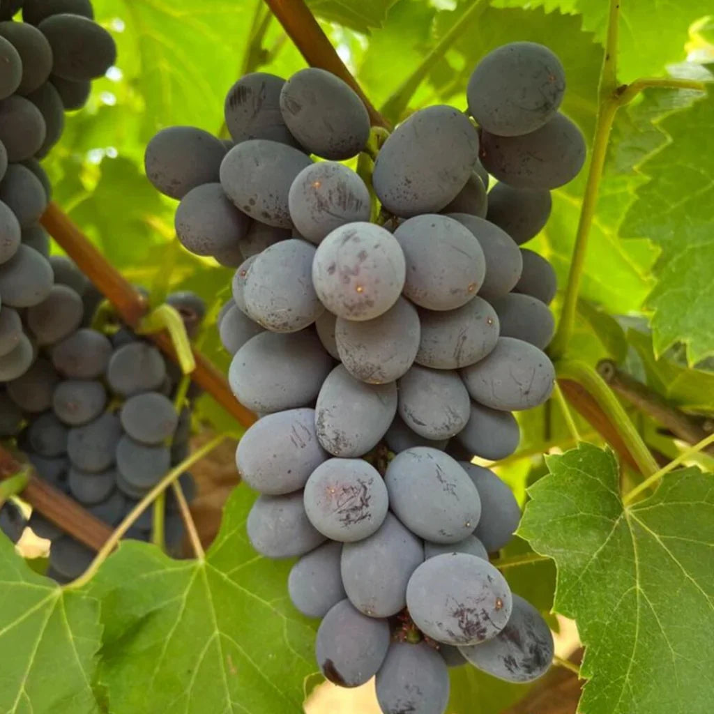 Jupiter Seedless Grape Cuttings (5 Unrooted) Vitis vinifera - Muscat Flavor, Easy to Grow