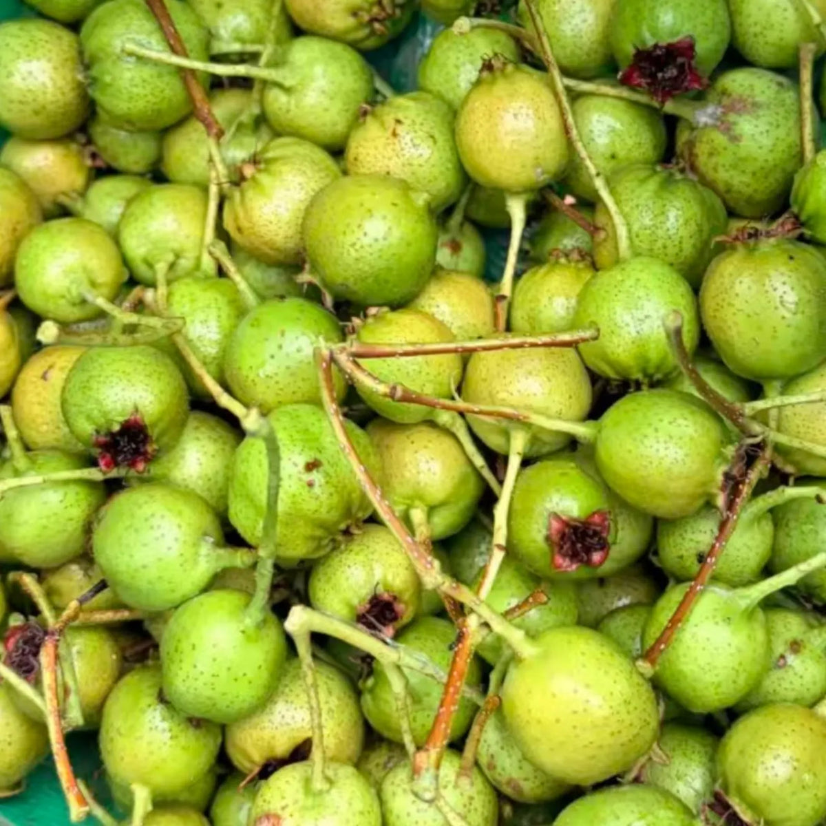 Green Hawthorn Tree - Grafted Hawthorn Sapling, Bare Root Fruit Tree