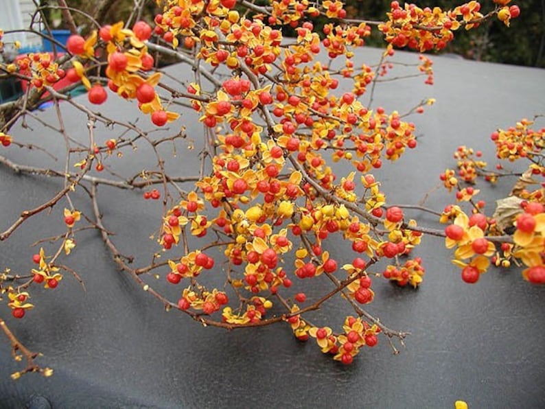 American Bittersweet Vine Pair, 18-36" Climbing Plants, Celastrus scandens, for Ornamental Gardens and Pollination