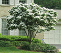 Kousa Flowering Dogwood Quart Pot - Cornus Kousa - Ornamental Tree for Zones 5-9 - Asian Native Plant