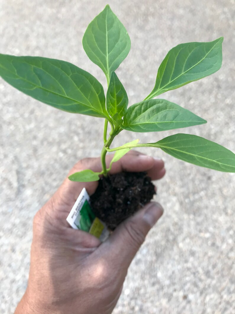 Hungarian Wax Banana Pepper Live Starter Plant - Ready to Transplant