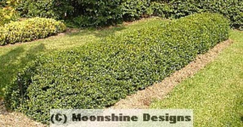 Amur River North Privet Hedge Plants Lot of 10, Ligustrum amurense, 24" Tall, Container Grown, Hardy Zones 4-8