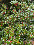 Dan Fenton American Holly (Ilex opaca) 12" Live Plant in 1 Gallon Pot