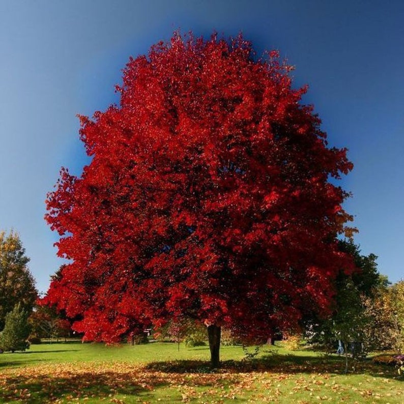 Brandywine Maple Tree 2.5” Pot - Acer rubrum - Cold Hardy Red Maple with Crimson Fall Foliage
