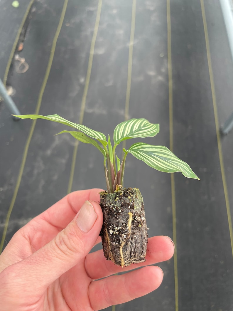Calathea Vittata Goeppertia elliptica 'Vittata' Starter Plants - 2 Bare Root