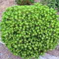 Low Glow Japanese Red Pine Pinus densiflora – 10" Live Plant in 1 Gal Pot