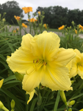 Daylily Big Time Happy Bare Root Plants – 3 Strong Yellow Reblooming Hemerocallis