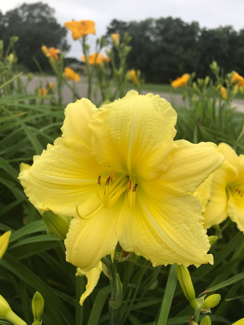 Daylily Big Time Happy Bare Root Plants – 3 Strong Yellow Reblooming Hemerocallis