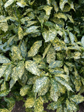 Gold Dust Aucuba 3 Gallon Live Plant – Evergreen Shade Shrub