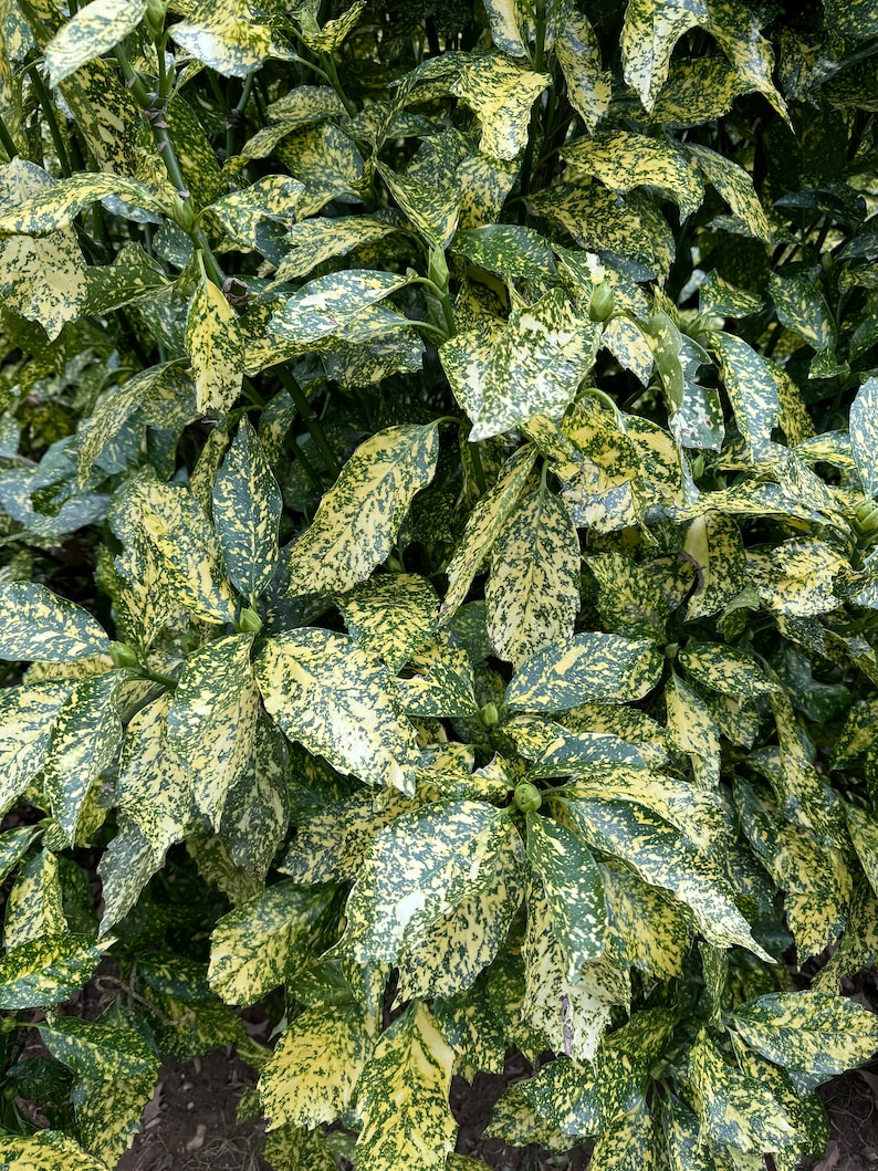 Gold Dust Aucuba 3 Gallon Live Plant – Evergreen Shade Shrub
