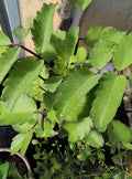 Organic Miracle Leaf Plant - Large 10-14 Inch Live Kalanchoe Pinnata (Leaf of Life, Cathedral Bells) in Pot