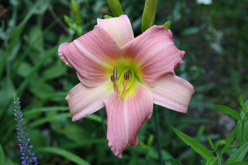 Daylily Bama Music - Bare Root 3 Plants (Hemerocallis) Red & Yellow Bi-Color Bloom