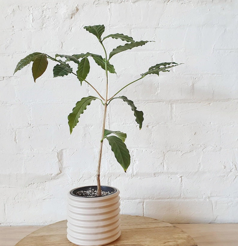 Arabica Coffee Plant - 1 Plant in 6" Pot - Glossy Green Foliage - Coffea arabica - Home Growing Coffee Beans