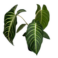 Xanthosoma Lindenii Live Plant - Rooted 4-Inch Pot Tropical Foliage
