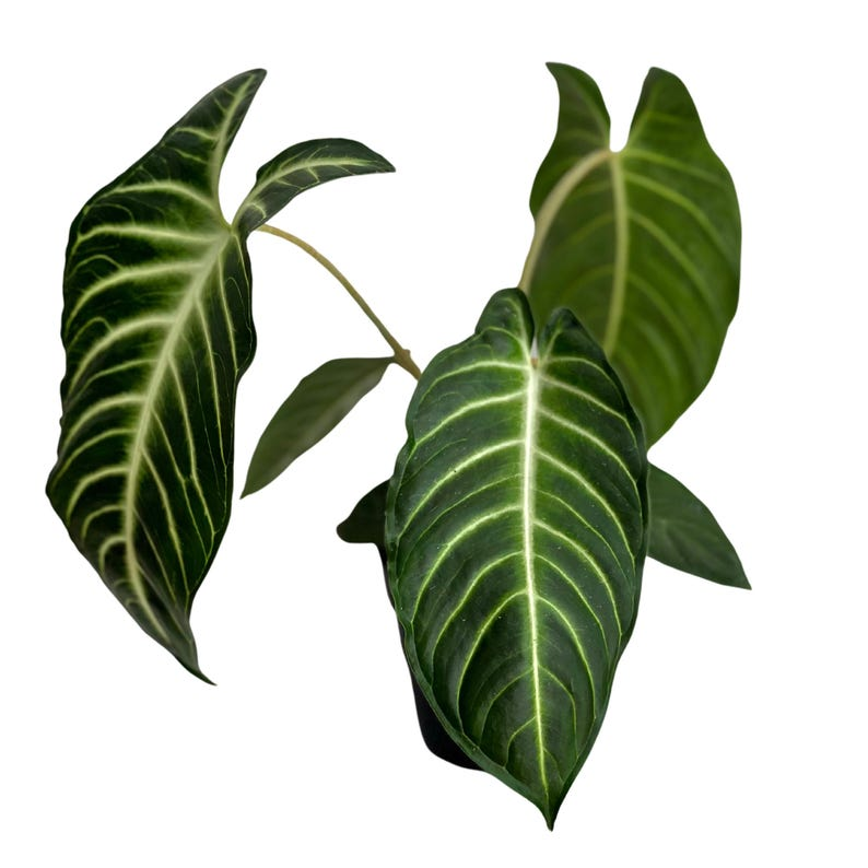 Xanthosoma Lindenii Live Plant - Rooted 4-Inch Pot Tropical Foliage