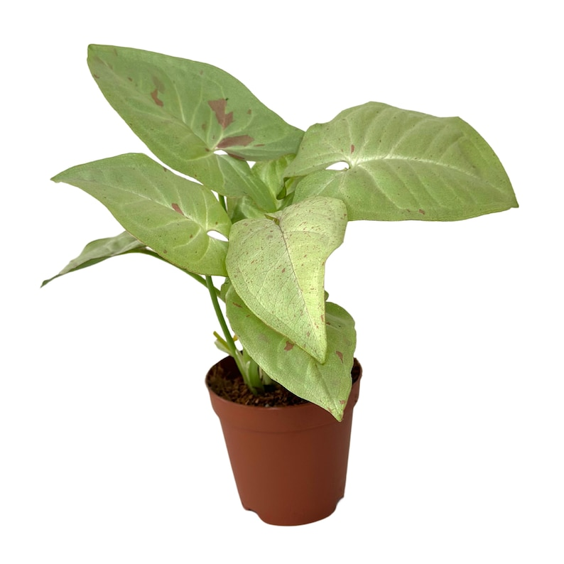 Syngonium Milk Confetti Rooted 2-Inch Starter Plant | Pink Variegated Arrowhead