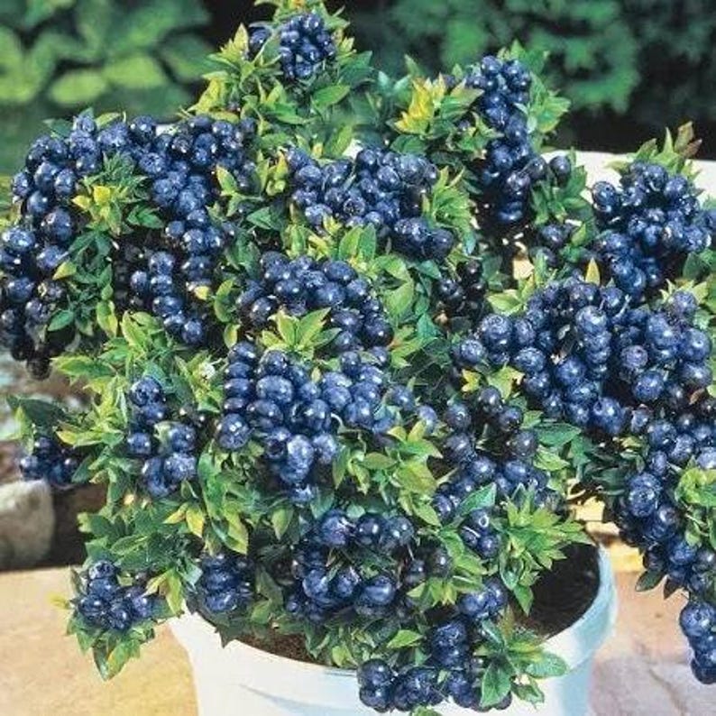 Blueberry Plant - 6" Pot - Blueberry 'Top Hat' - Compact Edible Garden Variety - Vaccinium corymbosum