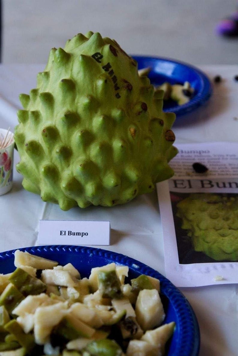 Cherimoya Tree - Grafted 3 Gal Pot - El Bumpo Variety - Annona Cherimola - Fresh Live Plant 1 to 2 Feet Tall