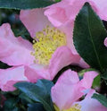 Camellia Plant - 1 Gallon - Cleopatra Variety - Fragrant Blooms - Camellia japonica