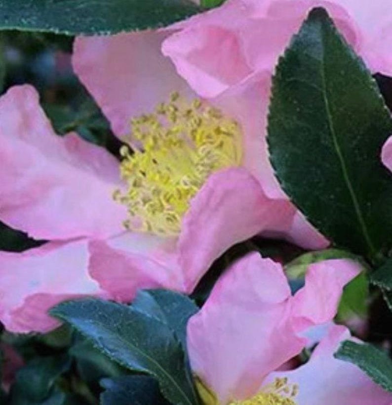 Camellia Plant - 1 Gallon - Cleopatra Variety - Fragrant Blooms - Camellia japonica