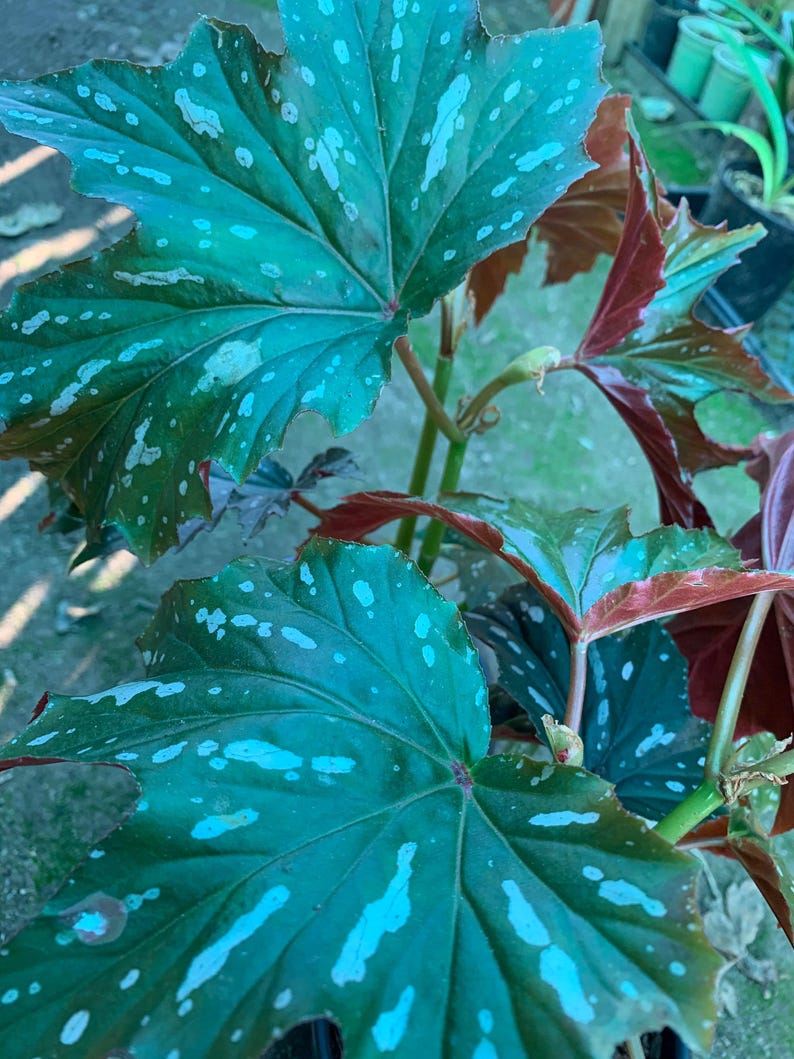 Begonia Live Plant in 6" Pot - 'Sophie Cecile' - Evergreen with Silver/Pink Leaves & Rose Pink Flowers - Perfect for Part Sun to Shade