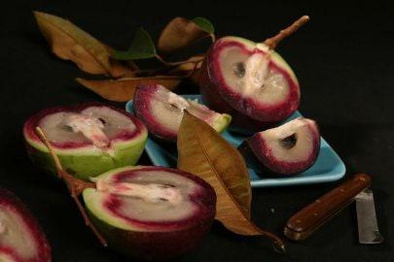Caimito Plant - 3 Gallon Pot - Purple/Green Variety - Chrysophyllum Cainito - Tropical Fruit Tree