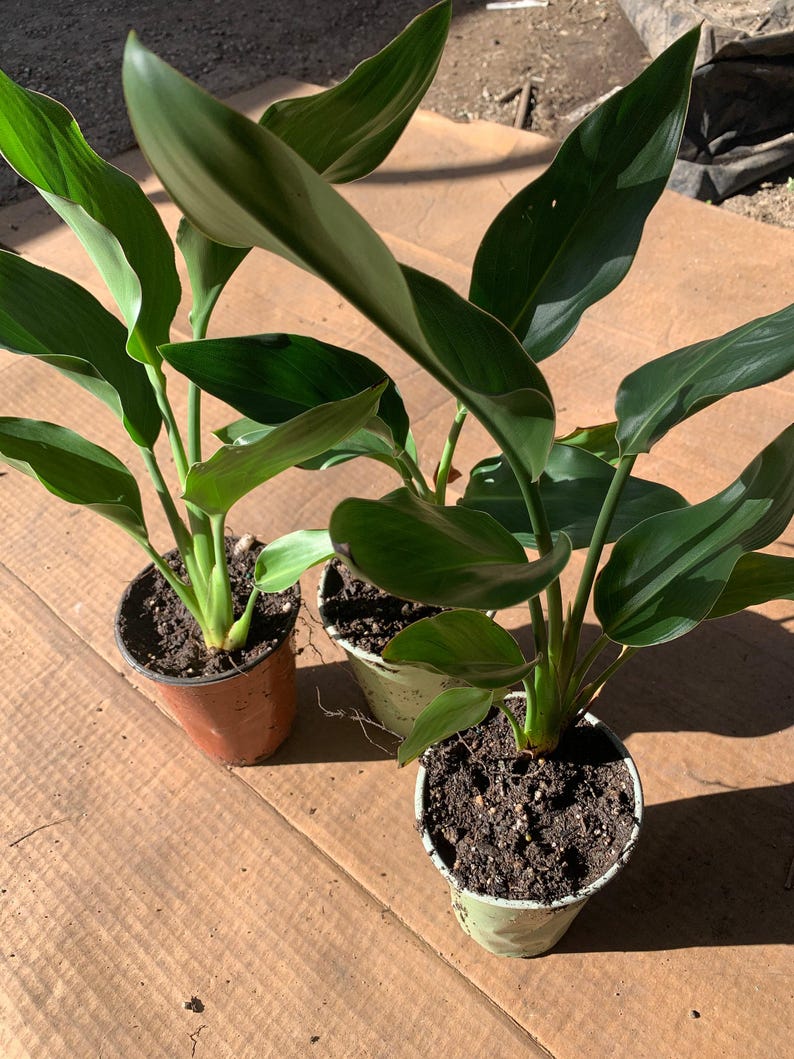 Bird of Paradise Plant 6" Cup Live Strelitzia regina 5-8" Tall Indoor Tropical Houseplant
