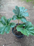 Bear's Breeches Live Plant 1 ft Tall in 1 Gallon Pot - Acanthus mollis - Hardy Perennial for Gardens and Landscaping