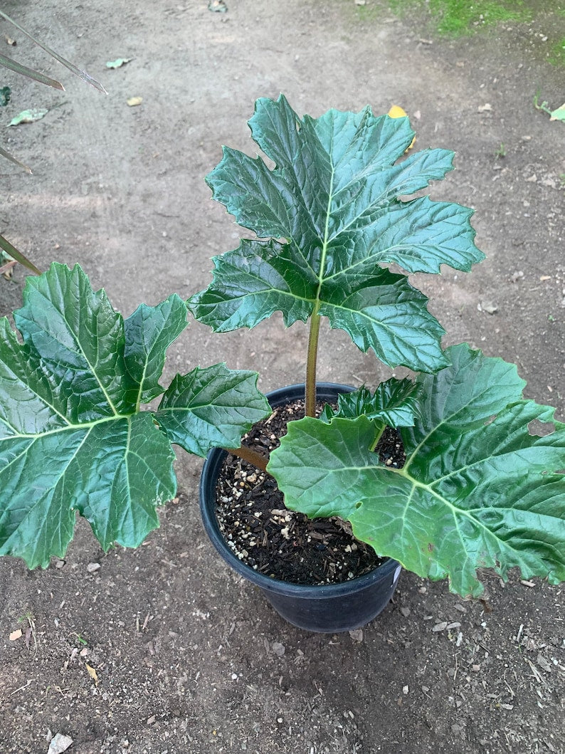 Bear's Breeches Live Plant 1 ft Tall in 1 Gallon Pot - Acanthus mollis - Hardy Perennial for Gardens and Landscaping