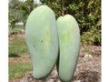 Brahm Kai Meu Mango Tree - Grafted - 3 to 4 Feet Tall - 3 Gallon Pot - Mangifera indica