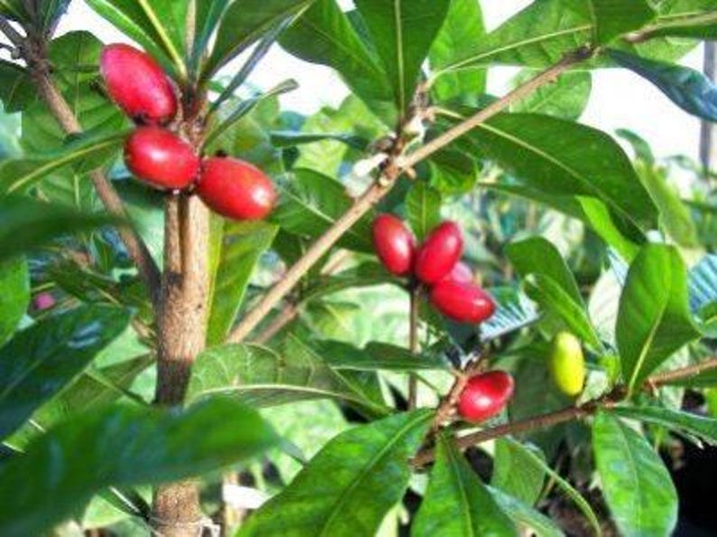 Miracle Fruit Plant - 1 to 2 Feet Tall - Synsepalum dulcificum - 3 Gal Pot - Unique Taste Altering Benefits
