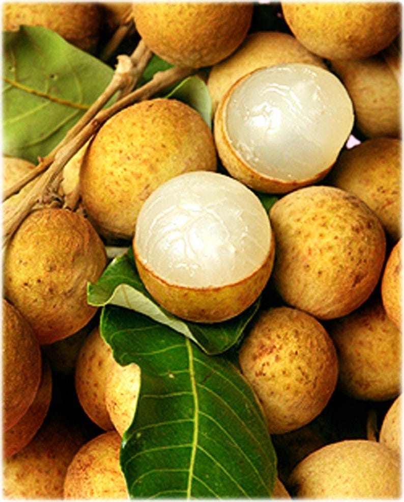 Kohala Longan Air Layered Tree - 4 Feet Tall Live Plant in 3 Gal Pot - Dimocarpus longan - Sweet Aromatic Fruit