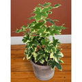 Variegated Tree Ivy Plant - 6" Pot - Fatshedera lizei variegata - Indoor Houseplant - Low Light Foliage Decor