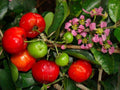 Barbados Cherry Live Plant - 3 Gal Pot - Acerola Variety - High Vitamin C Fruit - S?-ri Gò Công